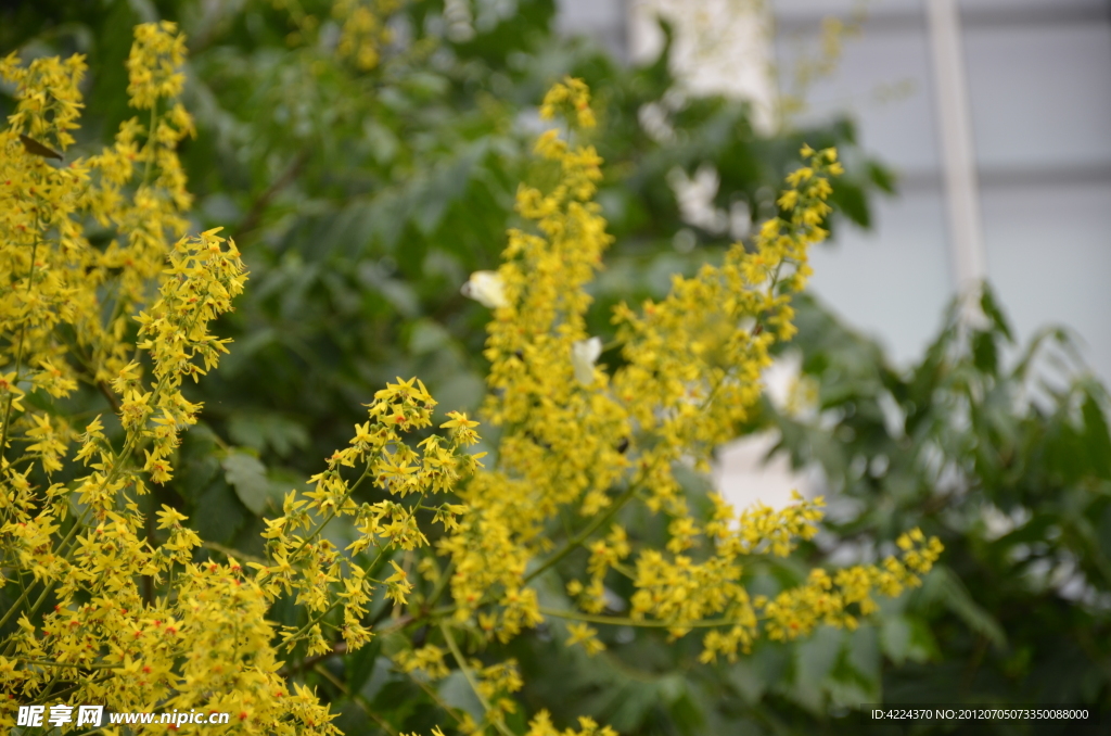 栾树花