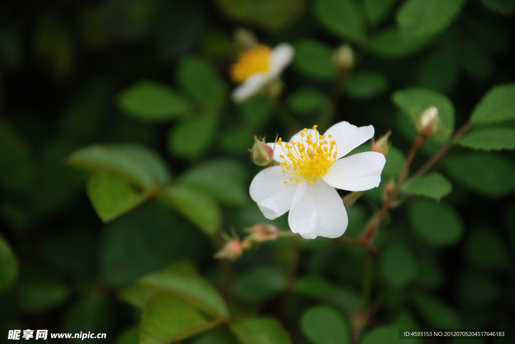 白色的花