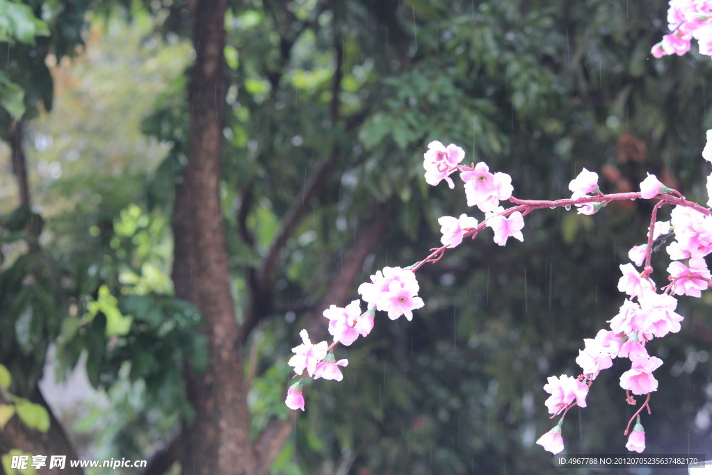桃花