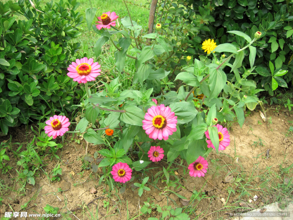 野菊花