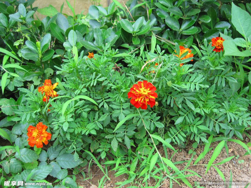 孔雀草