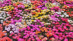 花海