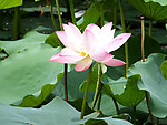 莲花
