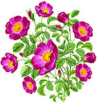 月季花