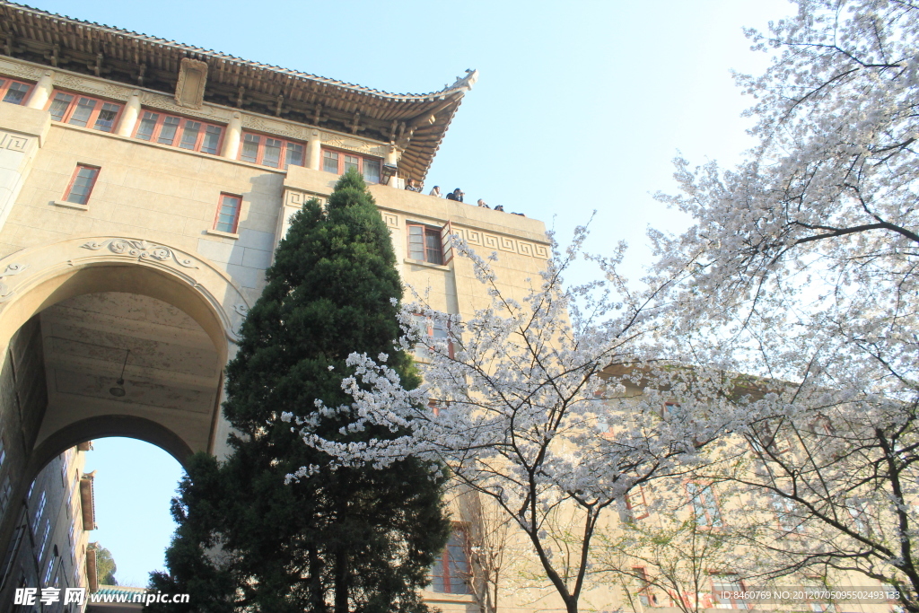 武汉大学与樱花