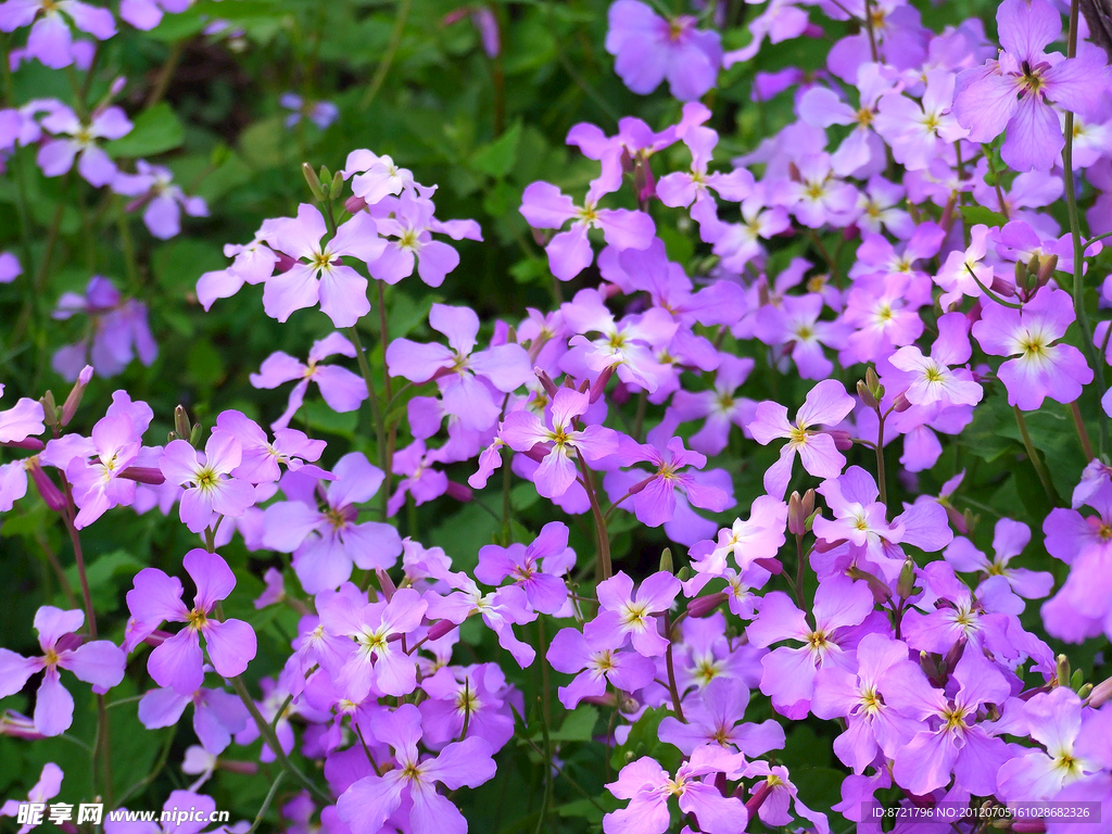 花卉