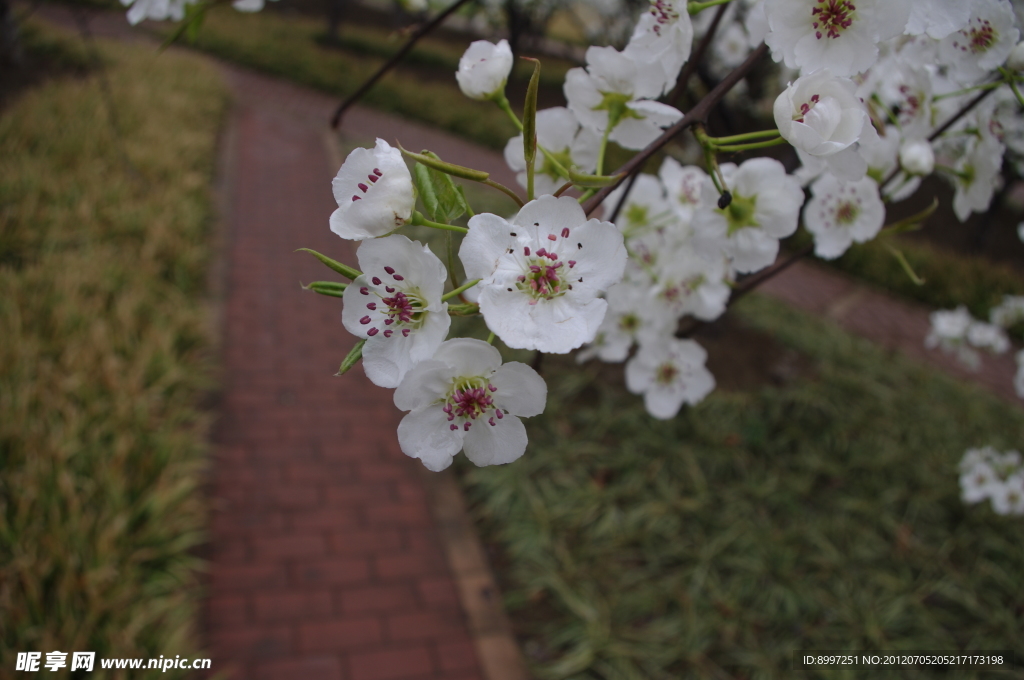 白花