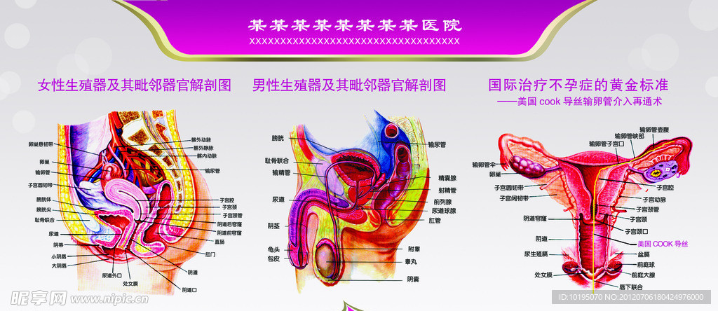 妇科解剖图