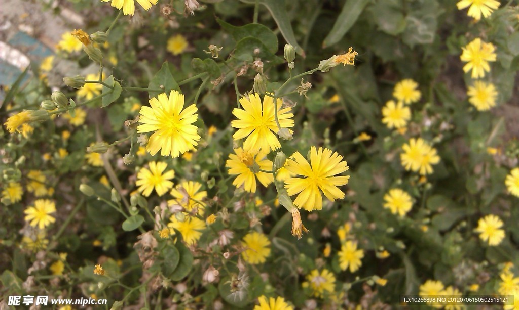 小花