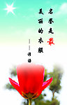 郁金香