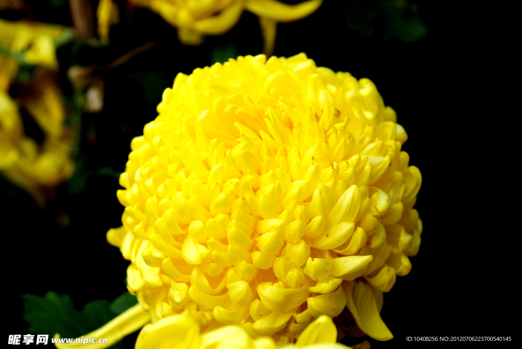 菊花