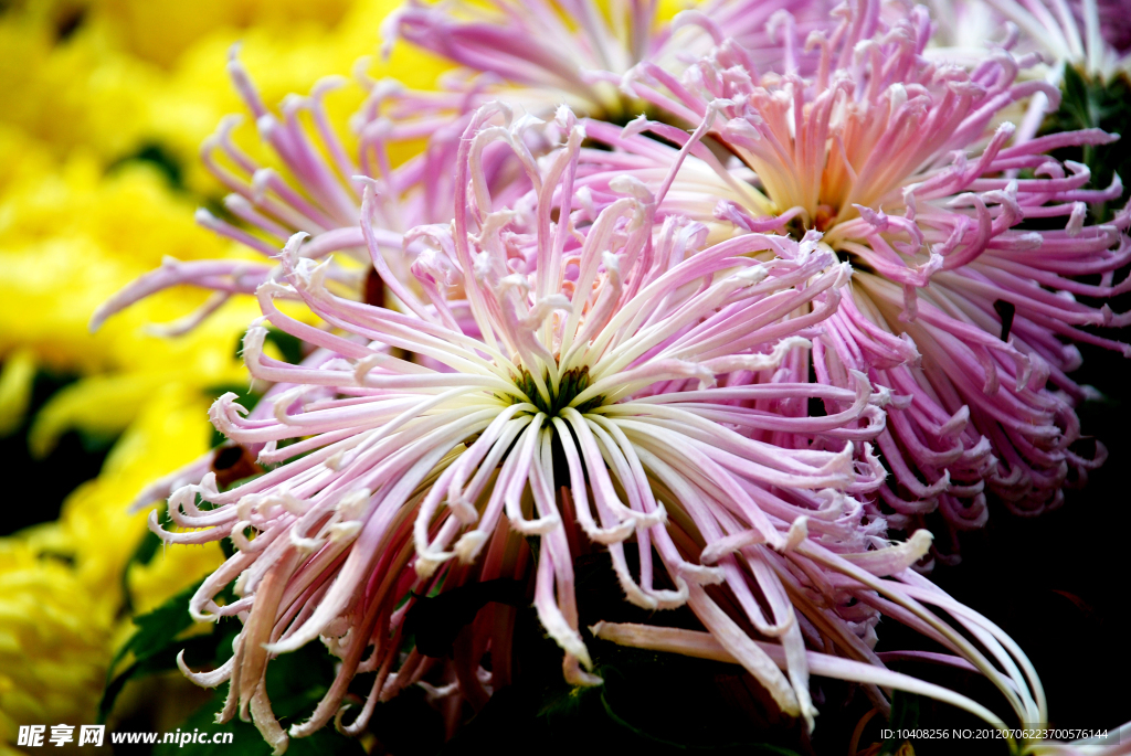 菊花