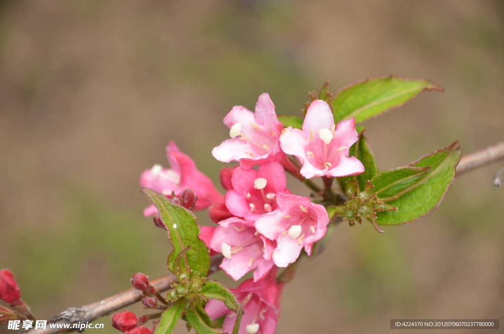 锦带花