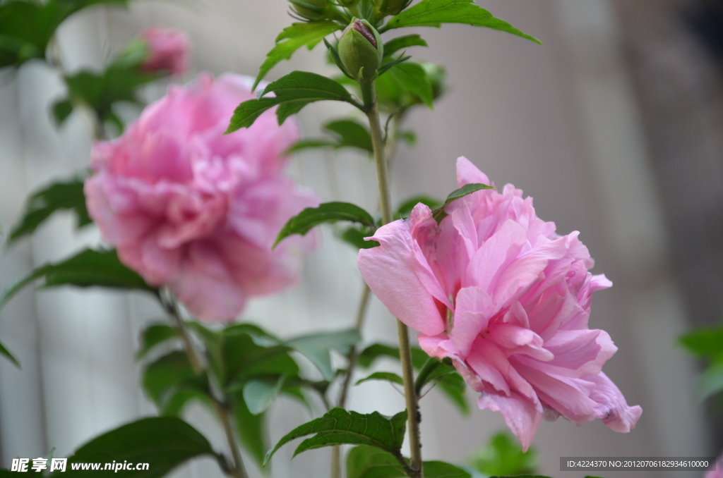 木槿花