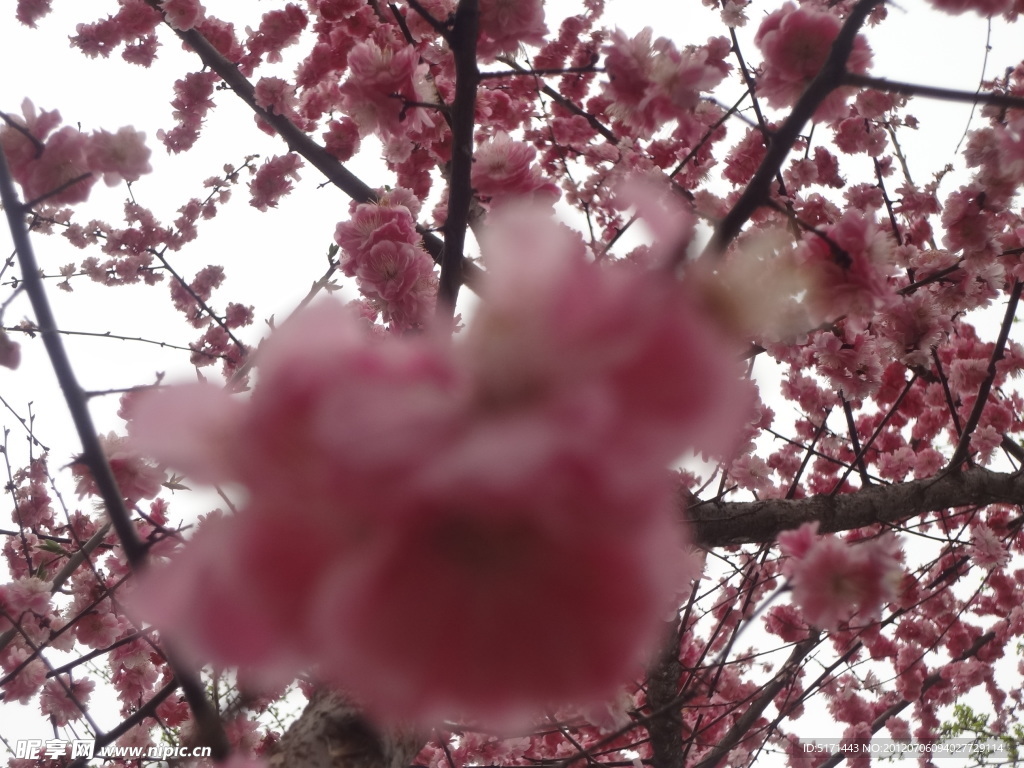 桃花
