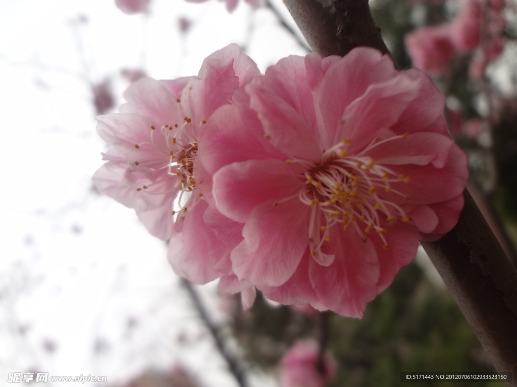 桃花
