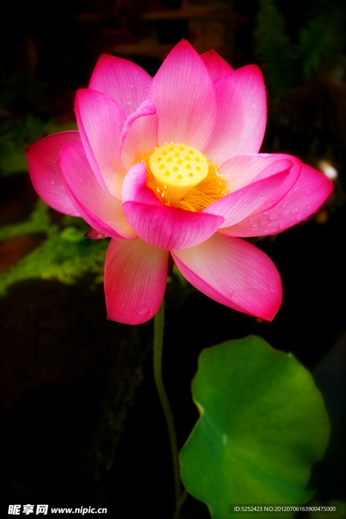 荷花