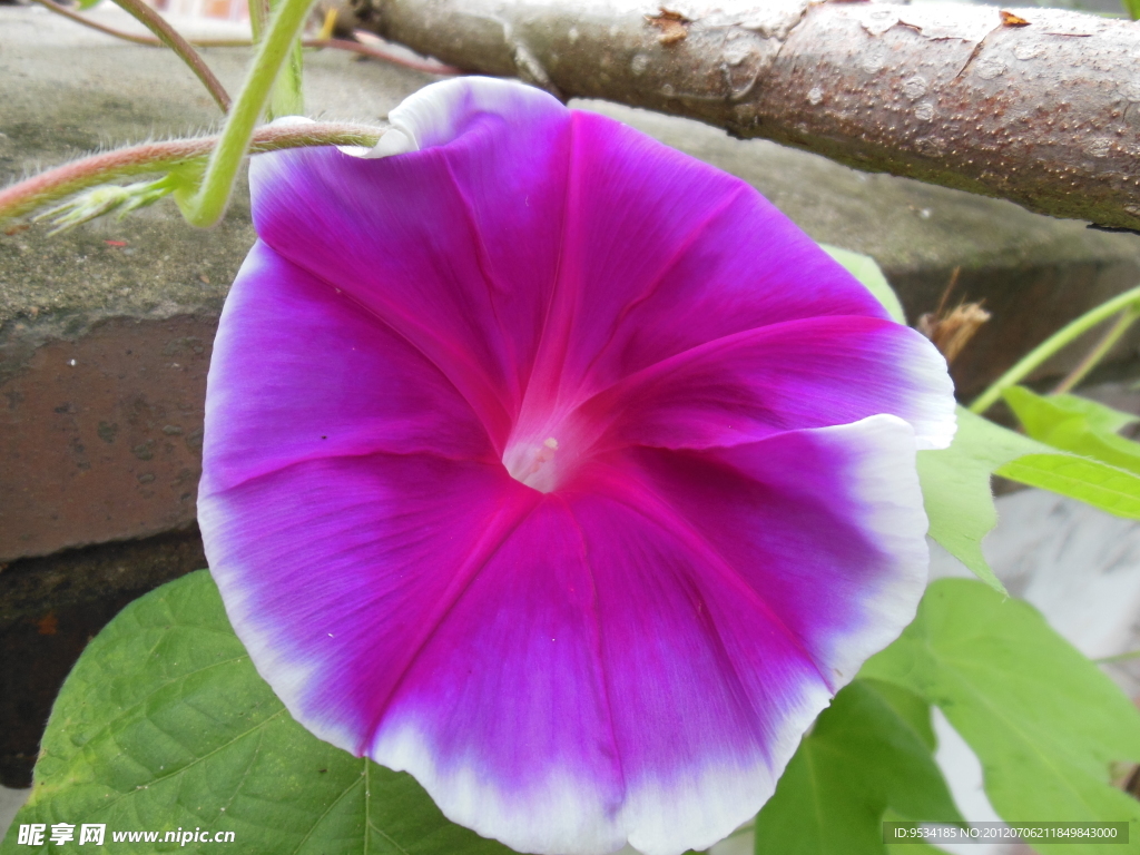 牵牛花