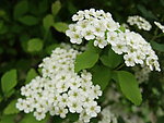 小白花
