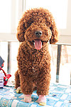 棕色贵宾犬