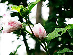 木槿