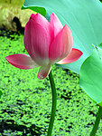 西湖荷花
