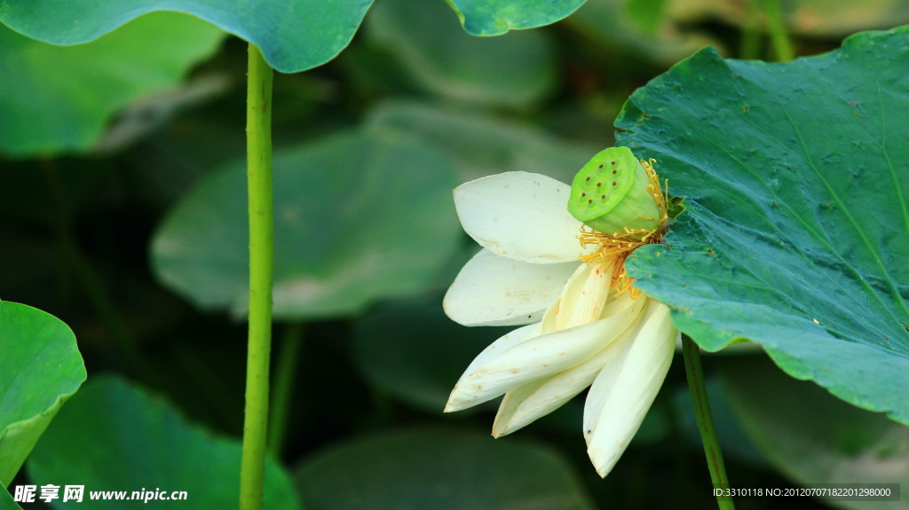 荷花