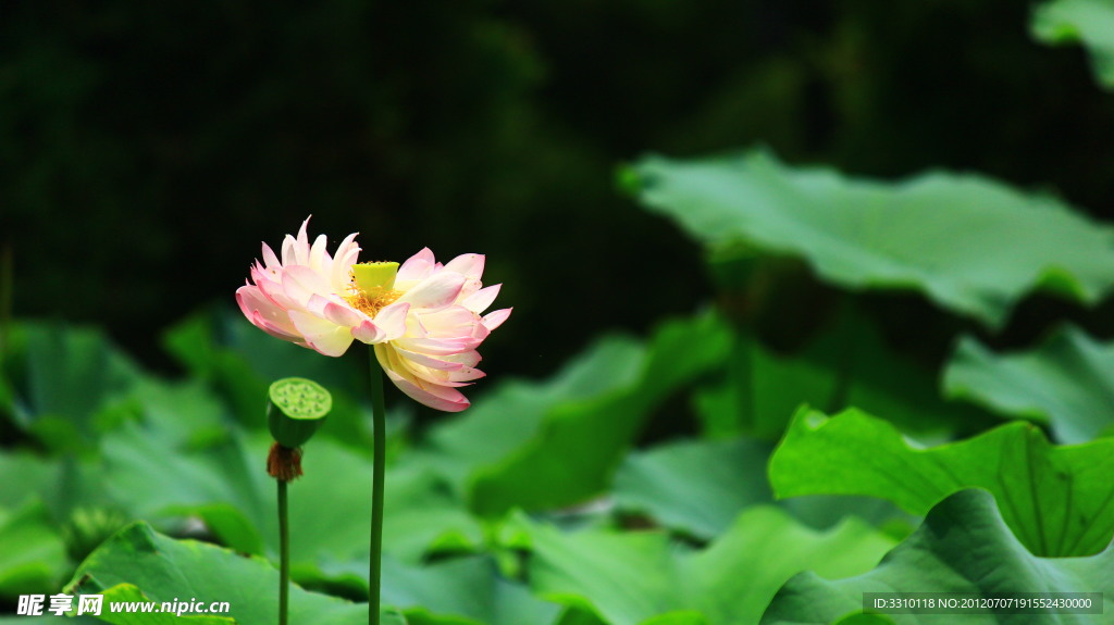 荷花