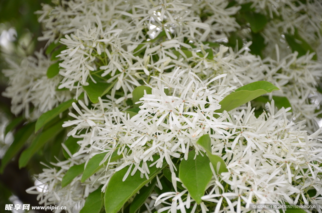 流苏树花