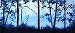 油画 蓝色树林