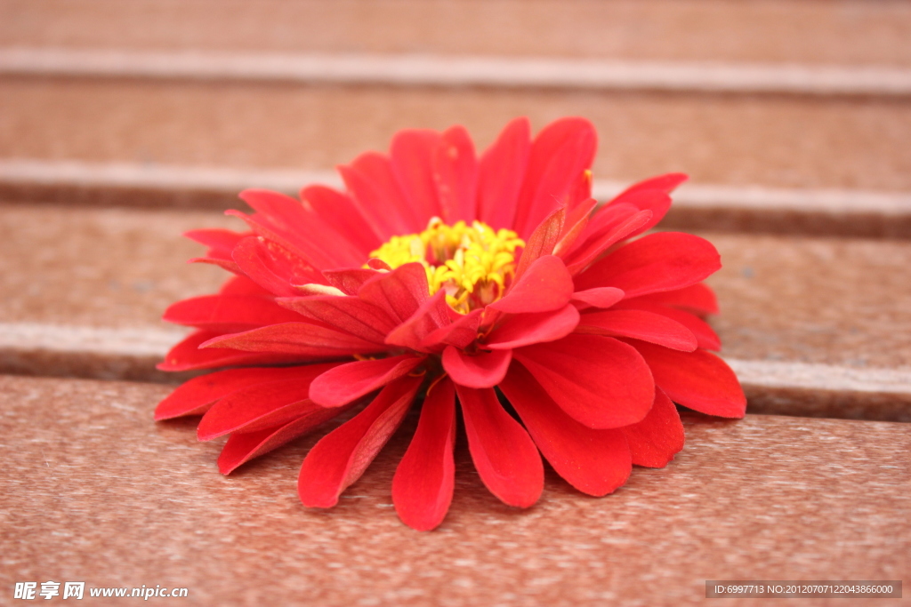 红菊花