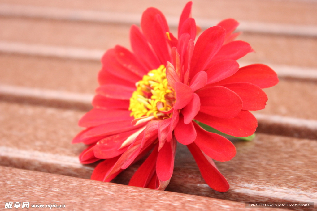 红菊花