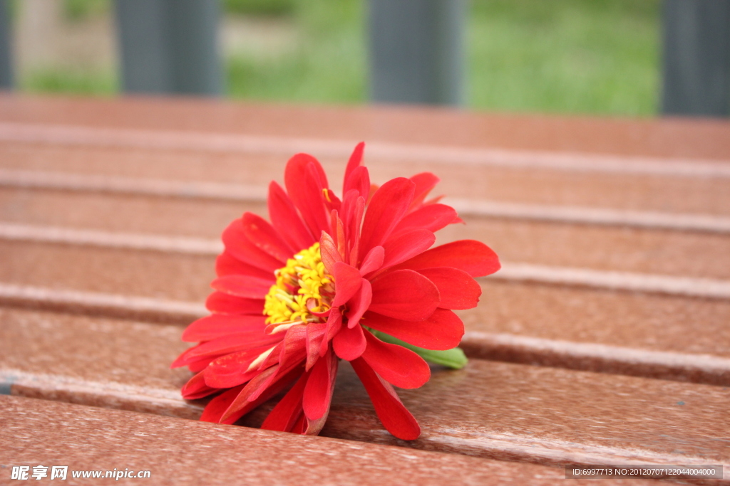 红色小花