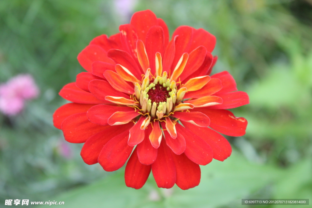 芍药花