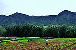 山下的农田
