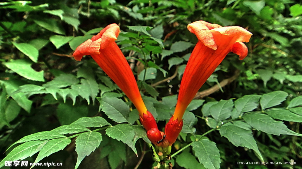 凌霄花