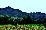 山下的农田