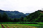 山下的农田