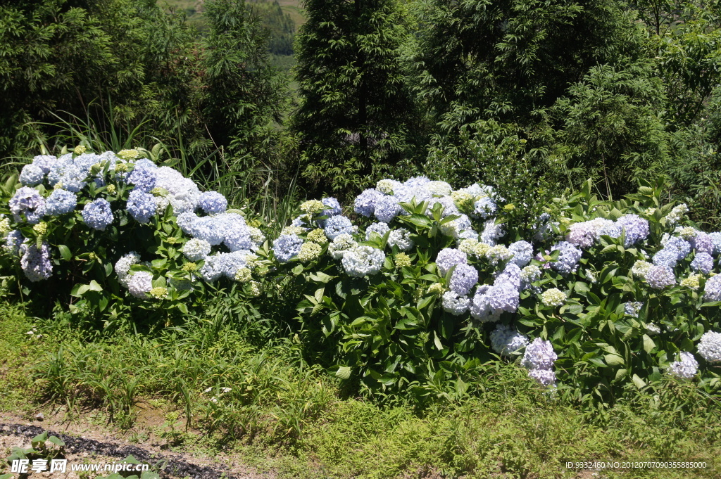 八仙花