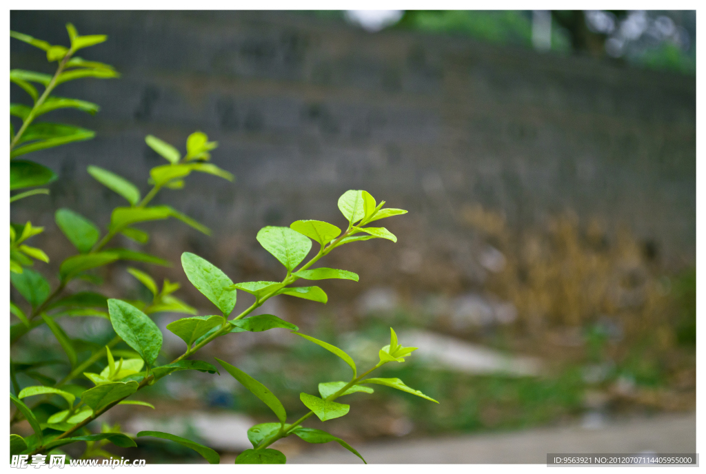 绿叶植物