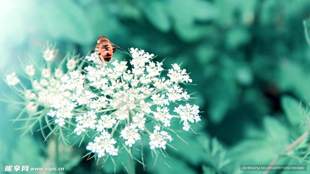 蜜蜂