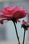 蔷薇花
