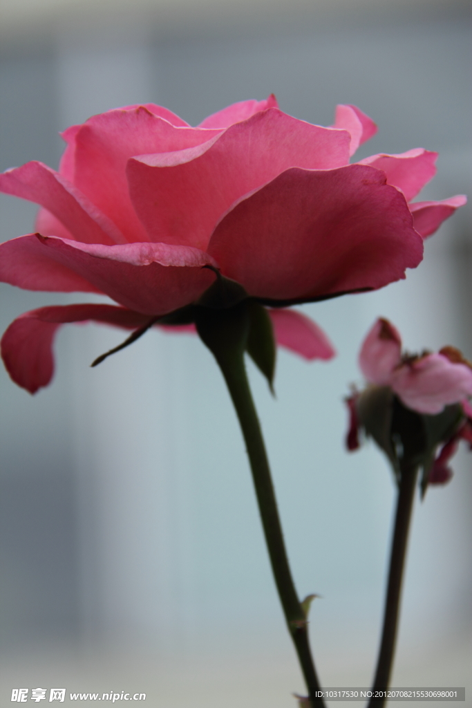 蔷薇花