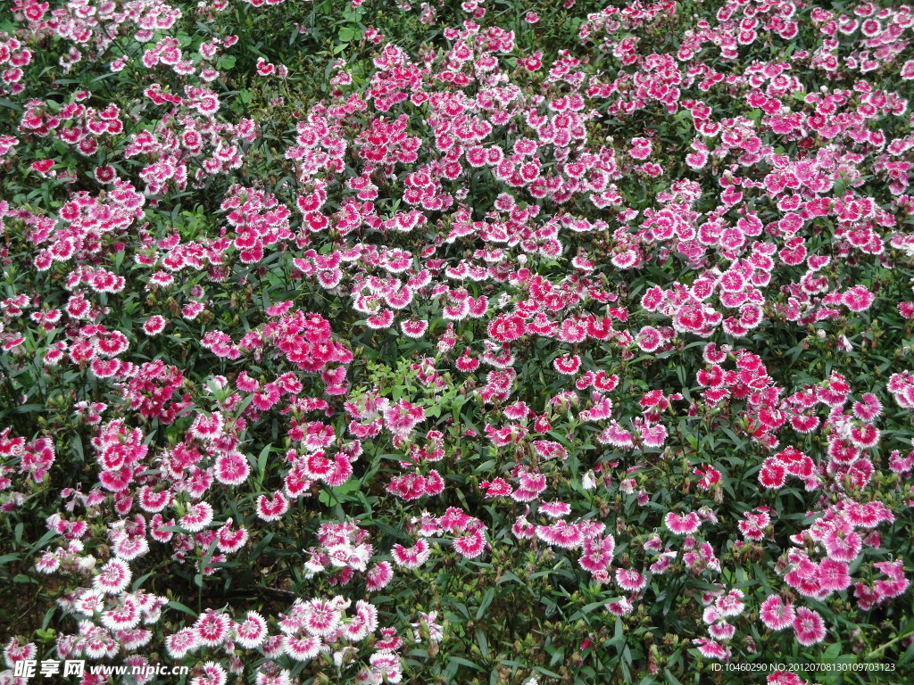 艳丽的花朵