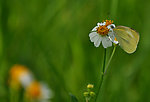 蝴蝶 菊花