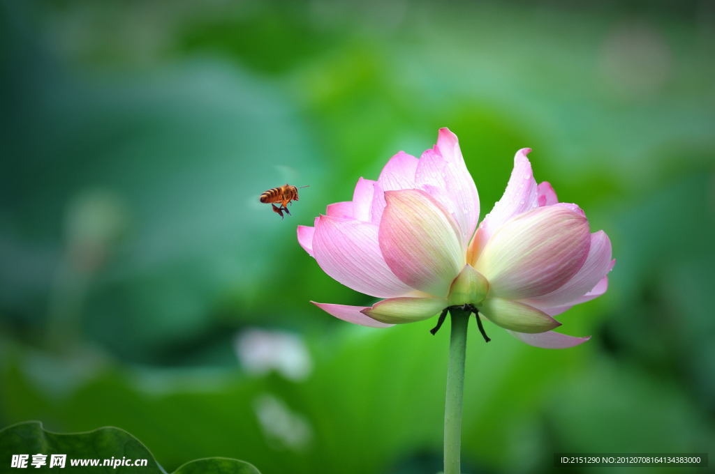 蜜蜂并蒂莲
