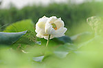 并蒂莲