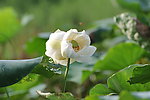 并蒂莲