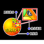 控释粒子