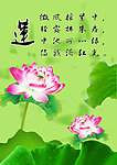 莲花